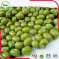 Green Mung Bean para el brote